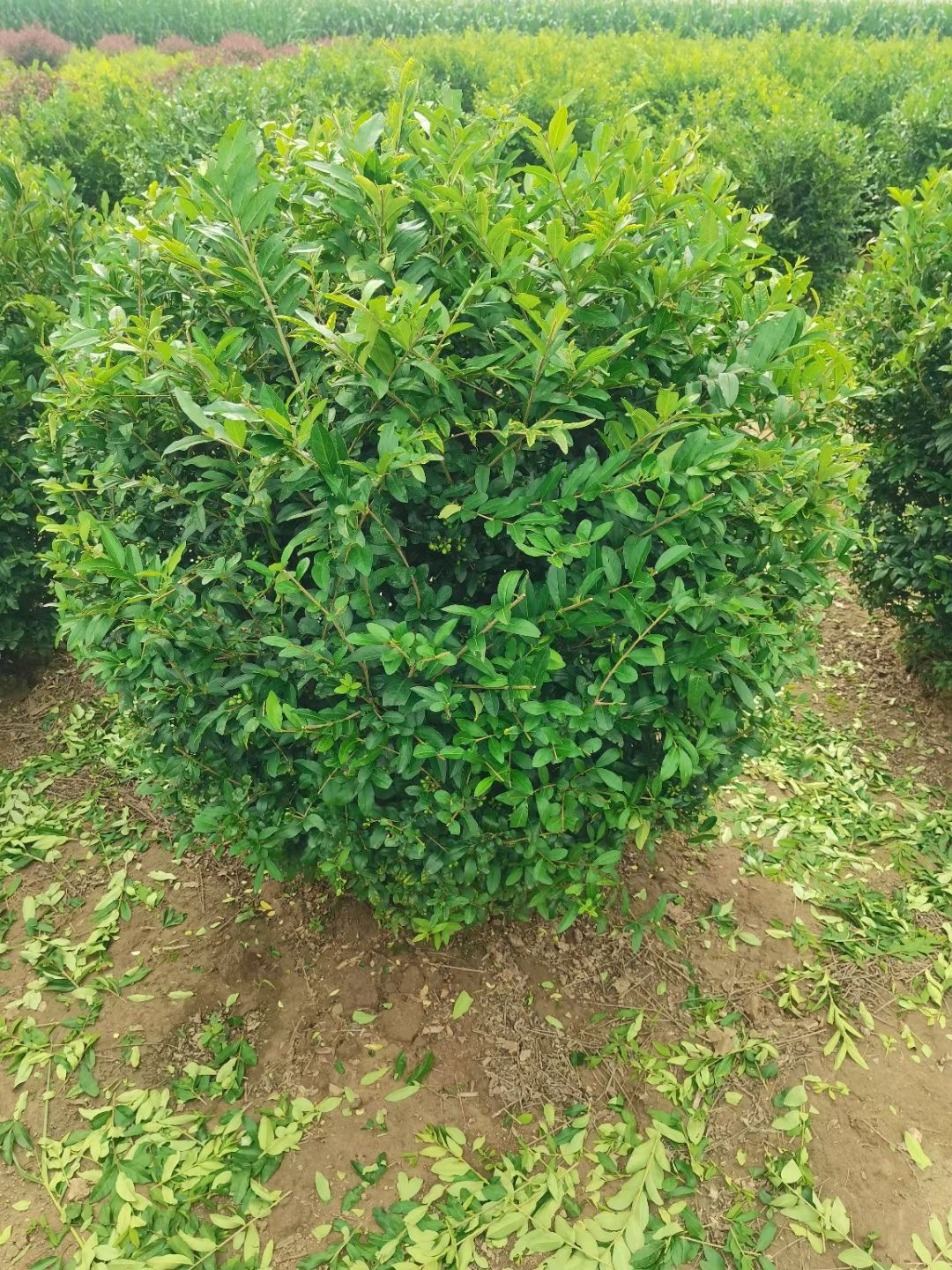  水蜡球 小叶女贞球 东北水腊树苗 园林水腊绿篱苗 量大从优