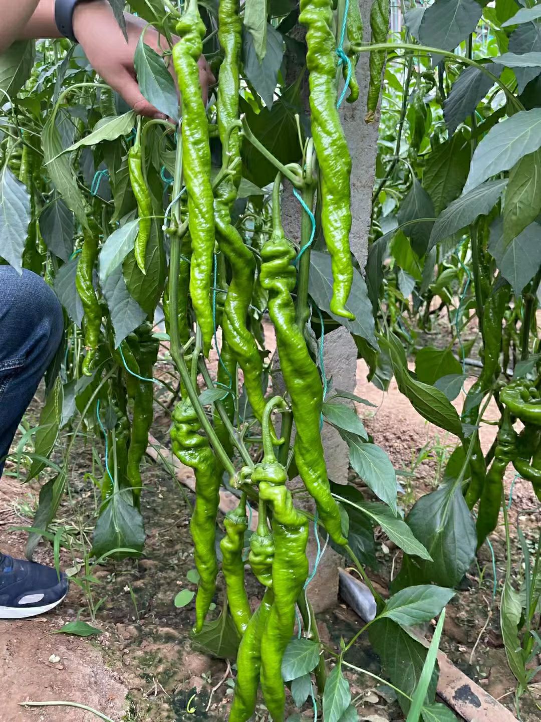 螺丝辣椒苗  螺丝椒苗