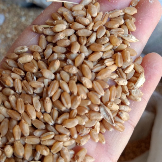随县红麦  2022年小麦，散装，可过筛包装。