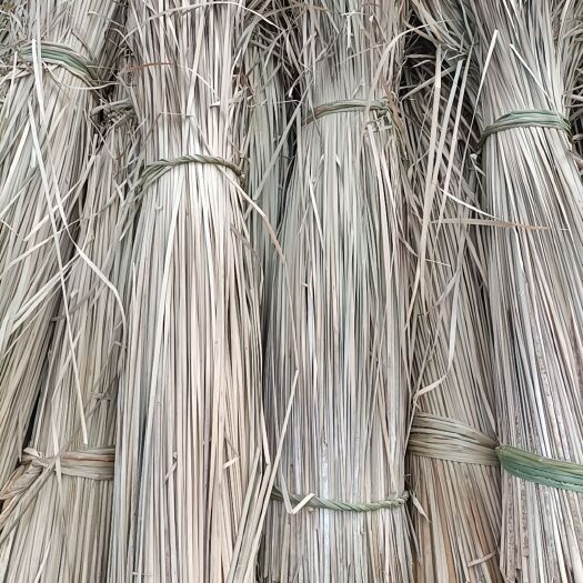 干蒲草  白洋淀蒲草