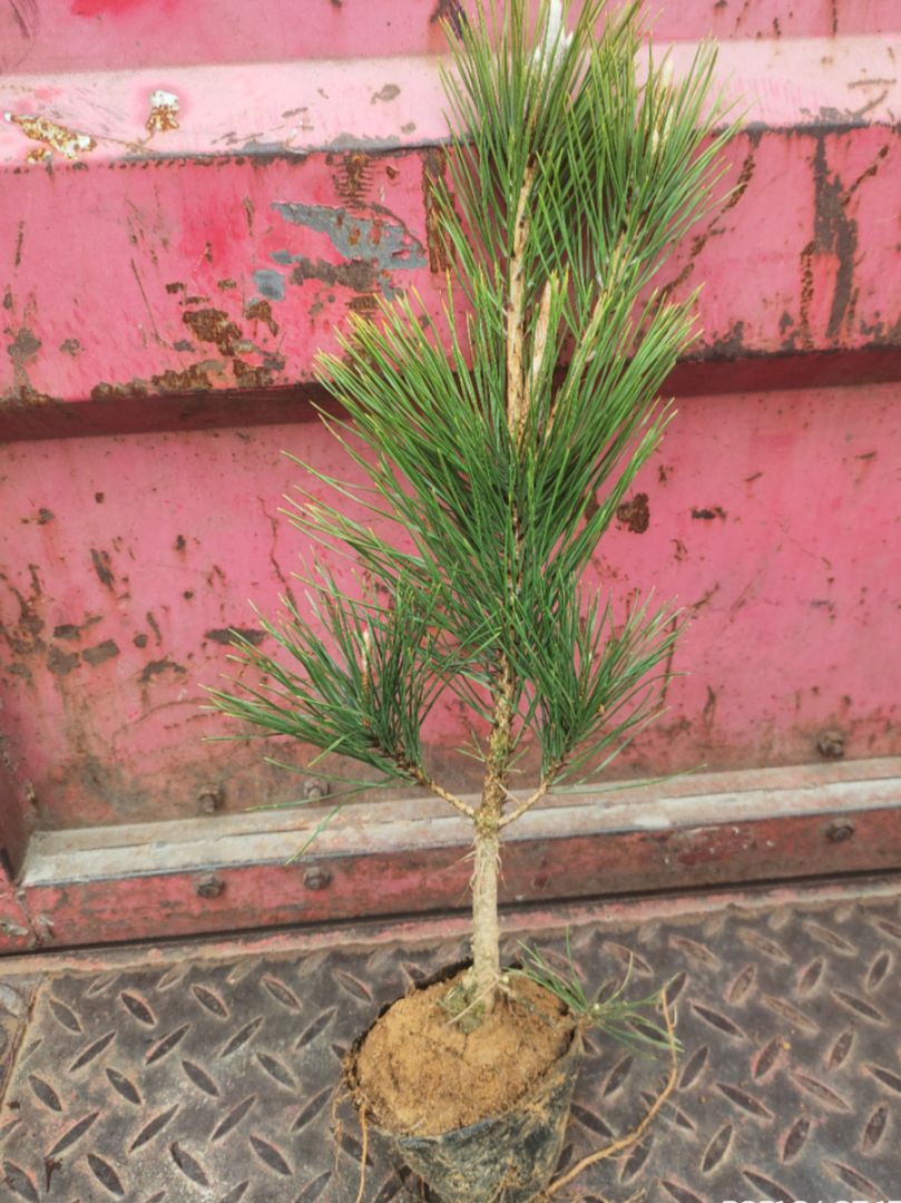 黑松  油松 营养杯油松 油松苗