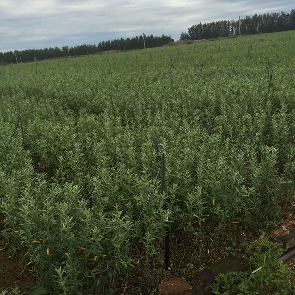  沙棘苗批发