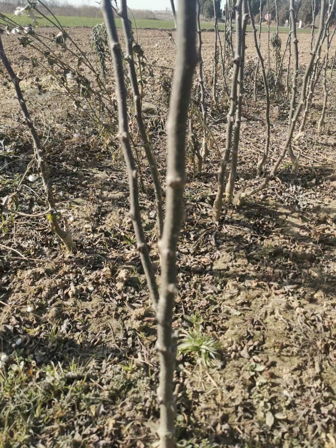 嫁接无刺花椒苗，抗旱，高产