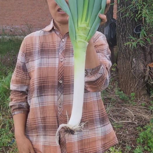 拜泉县大葱 好吃，耐存放，葱白约30cm