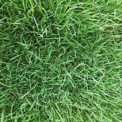 狗牙根种子 狗牙根草坪种子 巴根草种籽 狗牙根护坡固土草