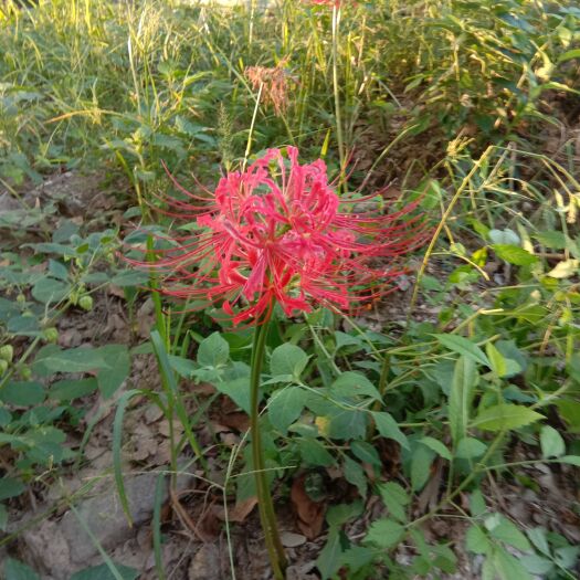 浏阳市石蒜苗  药材，石蒜果。
