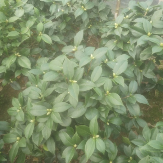 漳平市烈香  高山茶花   香妃  香水茶花   香茶
