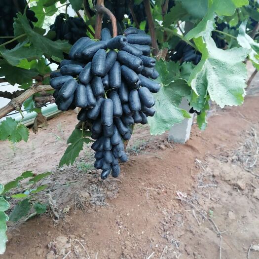 龙口市蓝宝石葡萄 甜蜜蓝宝石