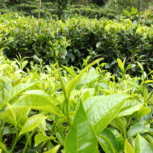 福贡县雪青茶  茶叶