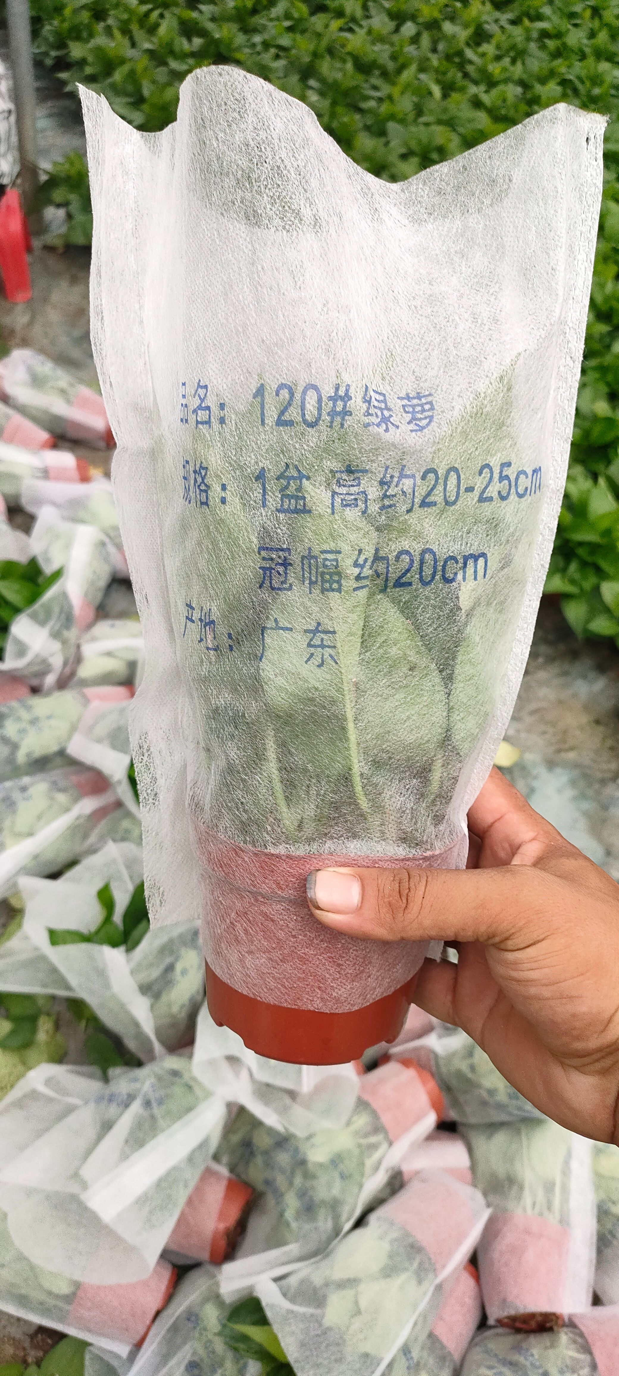 110绿萝，兴盛优选平台，社区团购，电商水培基地直供