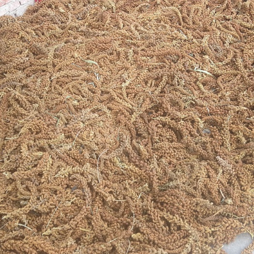 凌源市 东北辽宁朝阳红高粱 白高粱