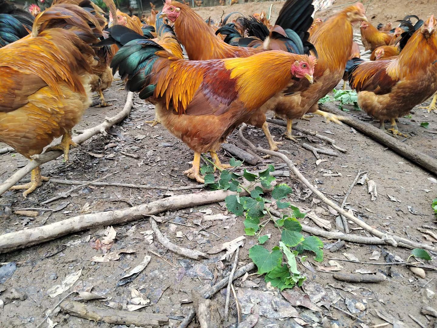 200天灵山土阉，均重5.45，鸡群健康。