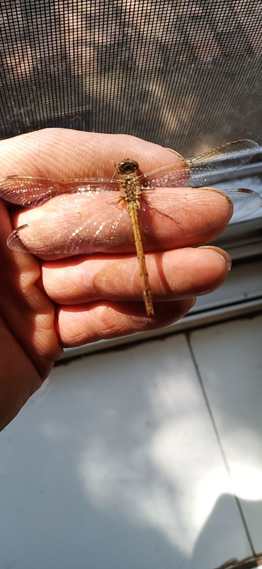 纯黄蜻蜓质量优等还有小黑蜻蜓价格美丽