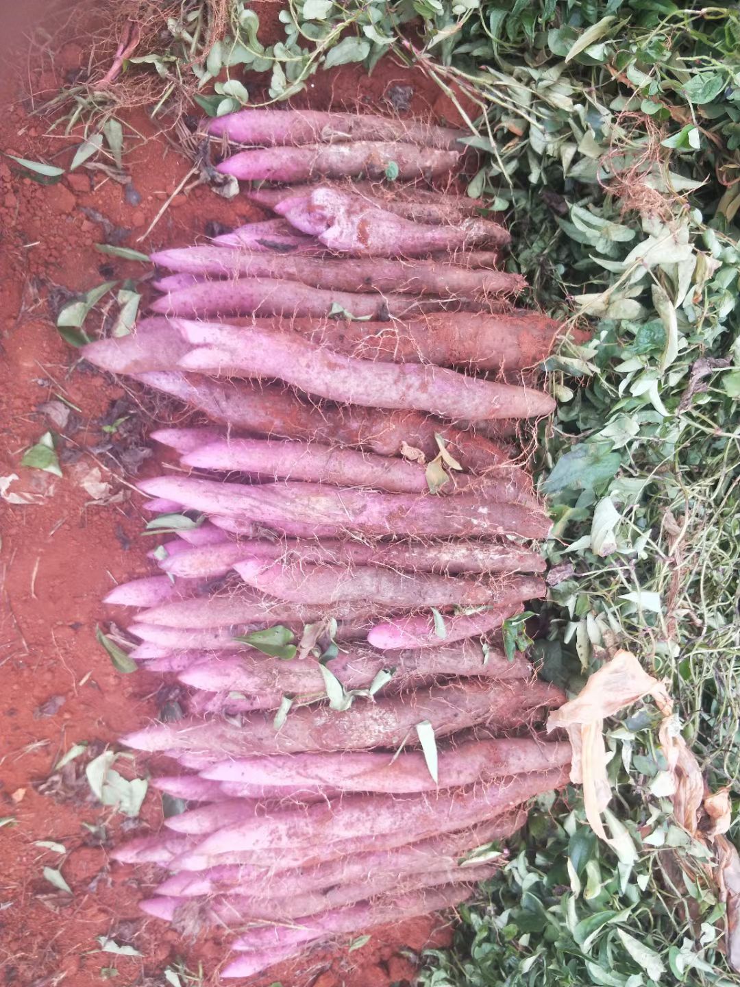 云南文山药紫山药上市中  自产自销一手货源 品质保证欢迎联系