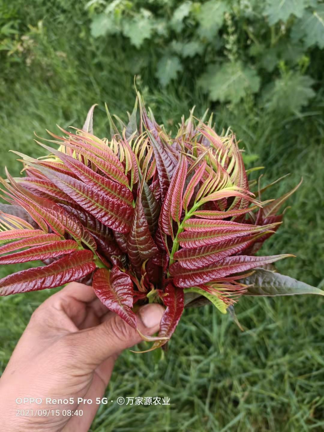 红油香椿  云南四季香椿，基地种植，反季上市，品质有优势