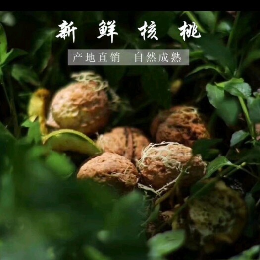 景东县云南薄皮核桃