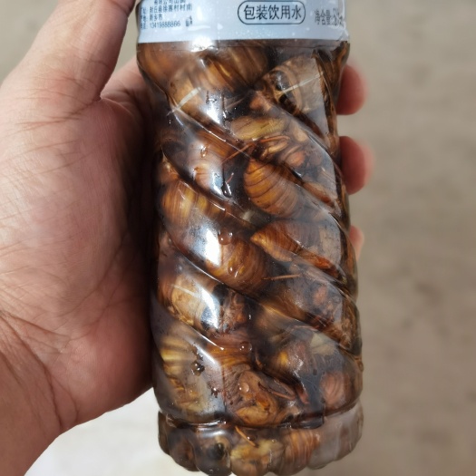 生冻金蝉，活体速冻，瓶冻金蝉