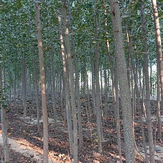 巨鹿县107速生杨 杨树