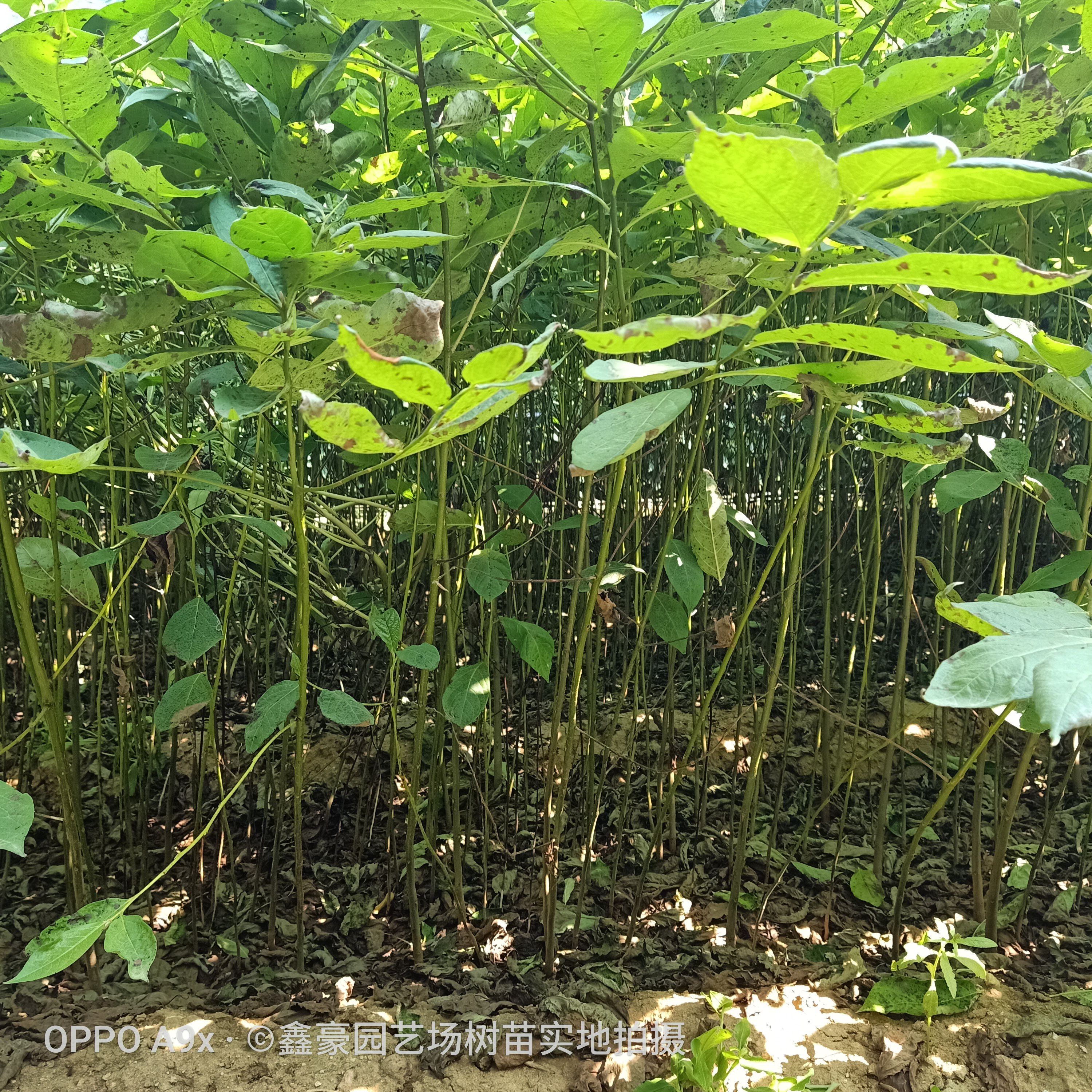 软枣猕猴桃苗  柿子砧木软枣苗黑枣苗价格君迁子树苗