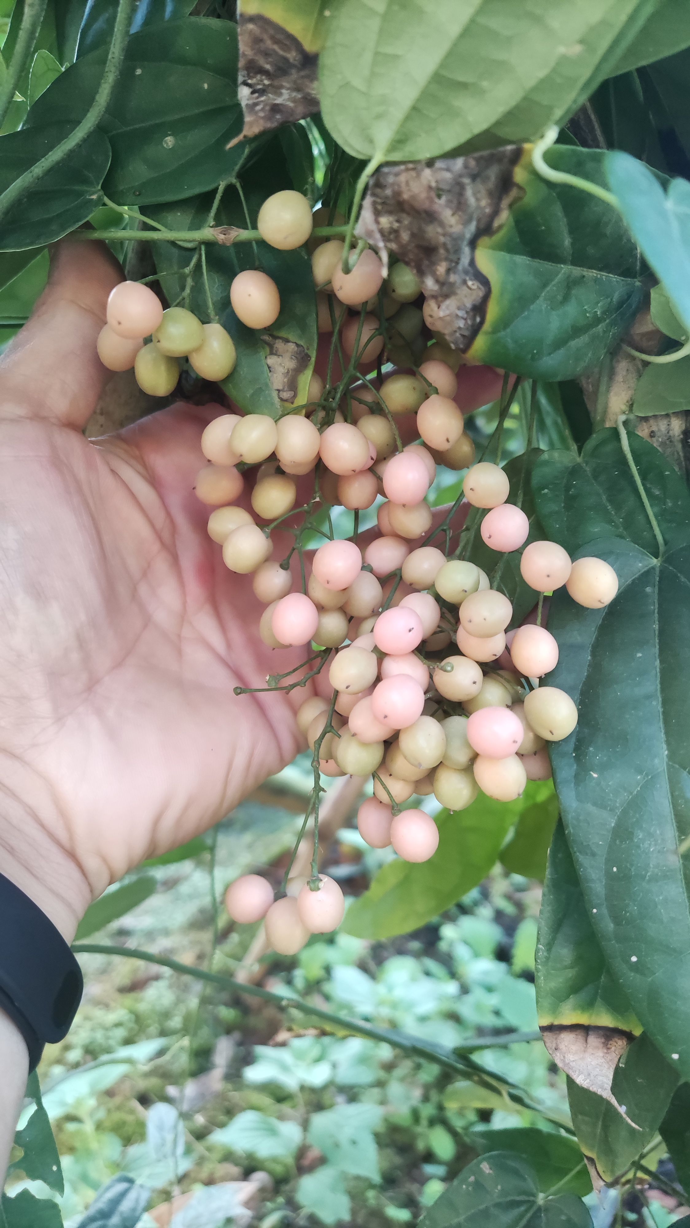 金果榄种子(地苦胆种)

基地直供 免费技术指导