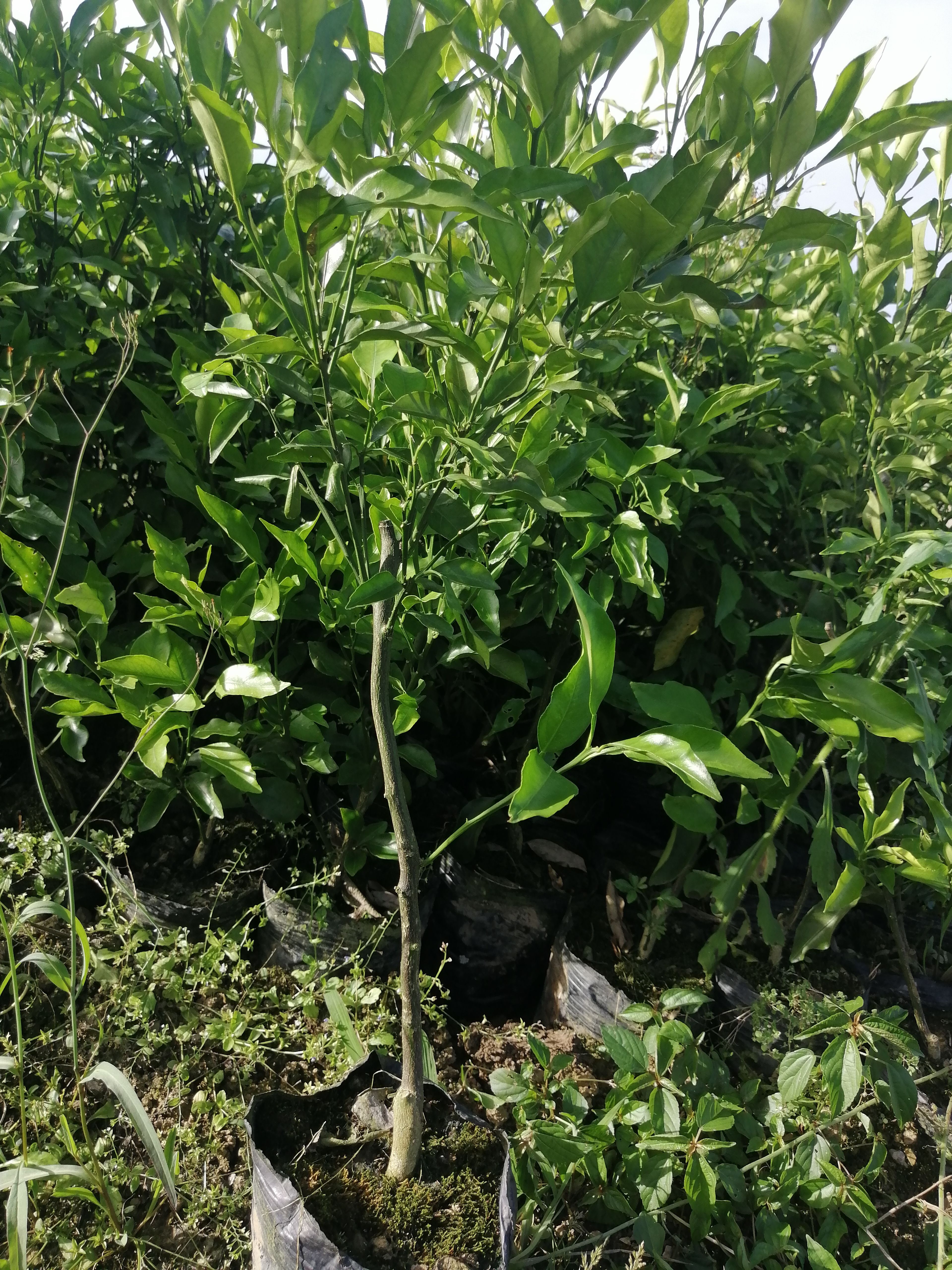 耙耙柑桔苗  耙耙柑杯苗，基地直供，诚信共赢