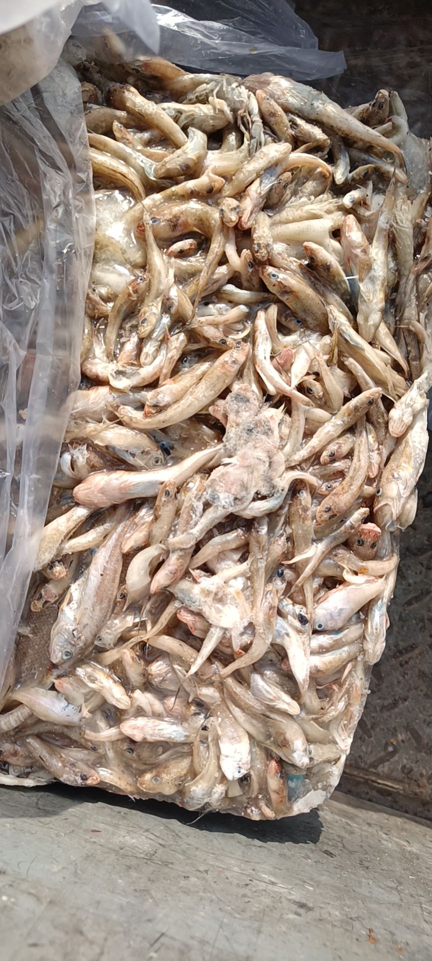  沙光鱼，鲜度好纯度高，是鱼虾蟹的好饲料！没杂质