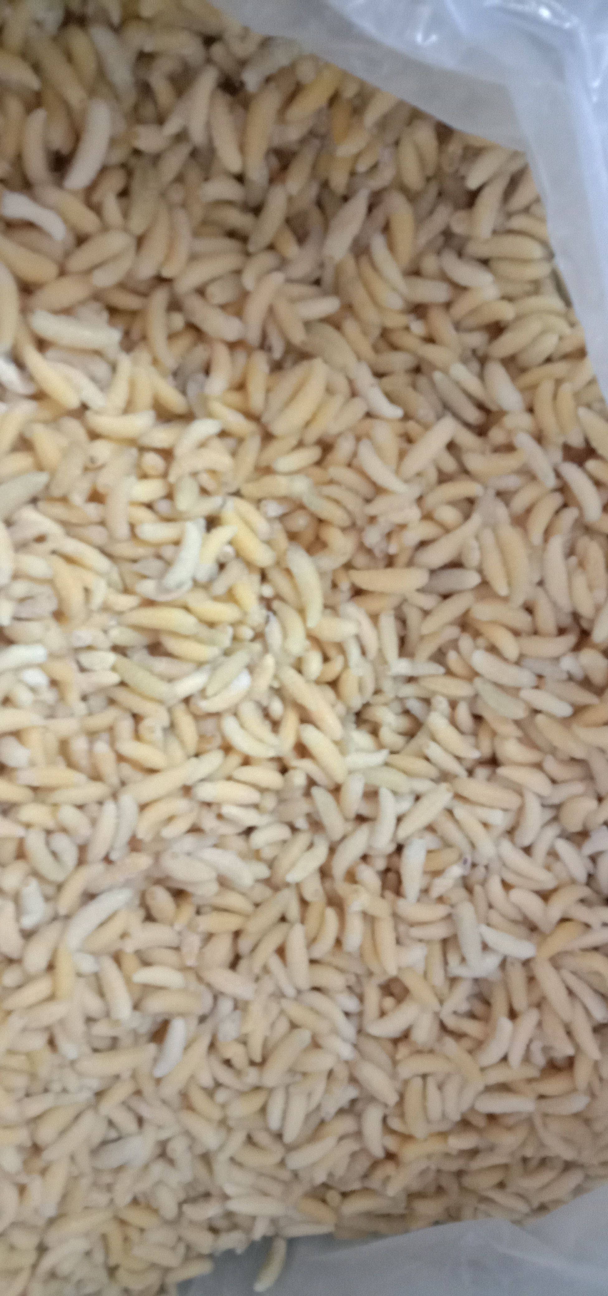 土蜂蛹