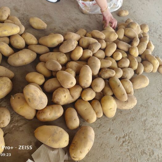 荷兰15 保质保量诚信合作共赢发财