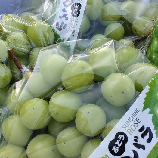 天津 天津茶淀阳光玫瑰