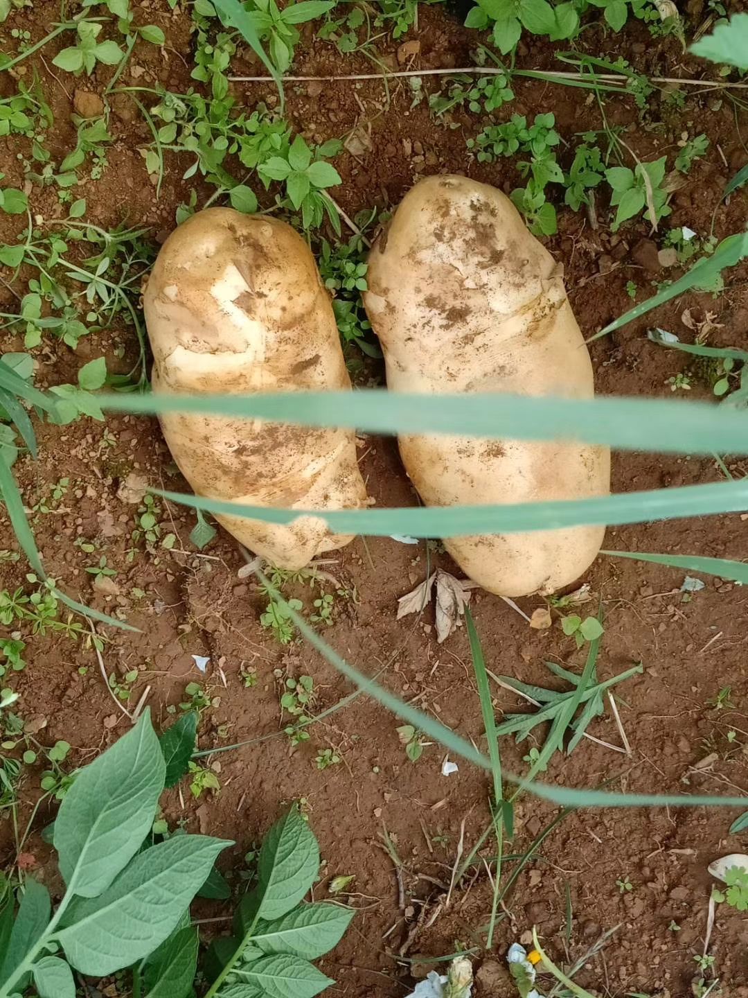 丽江丽薯7号 品质保证高原土豆
