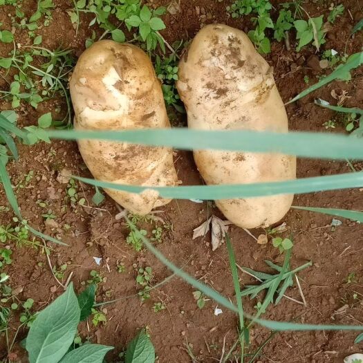 丽江丽薯7号 品质保证高原土豆