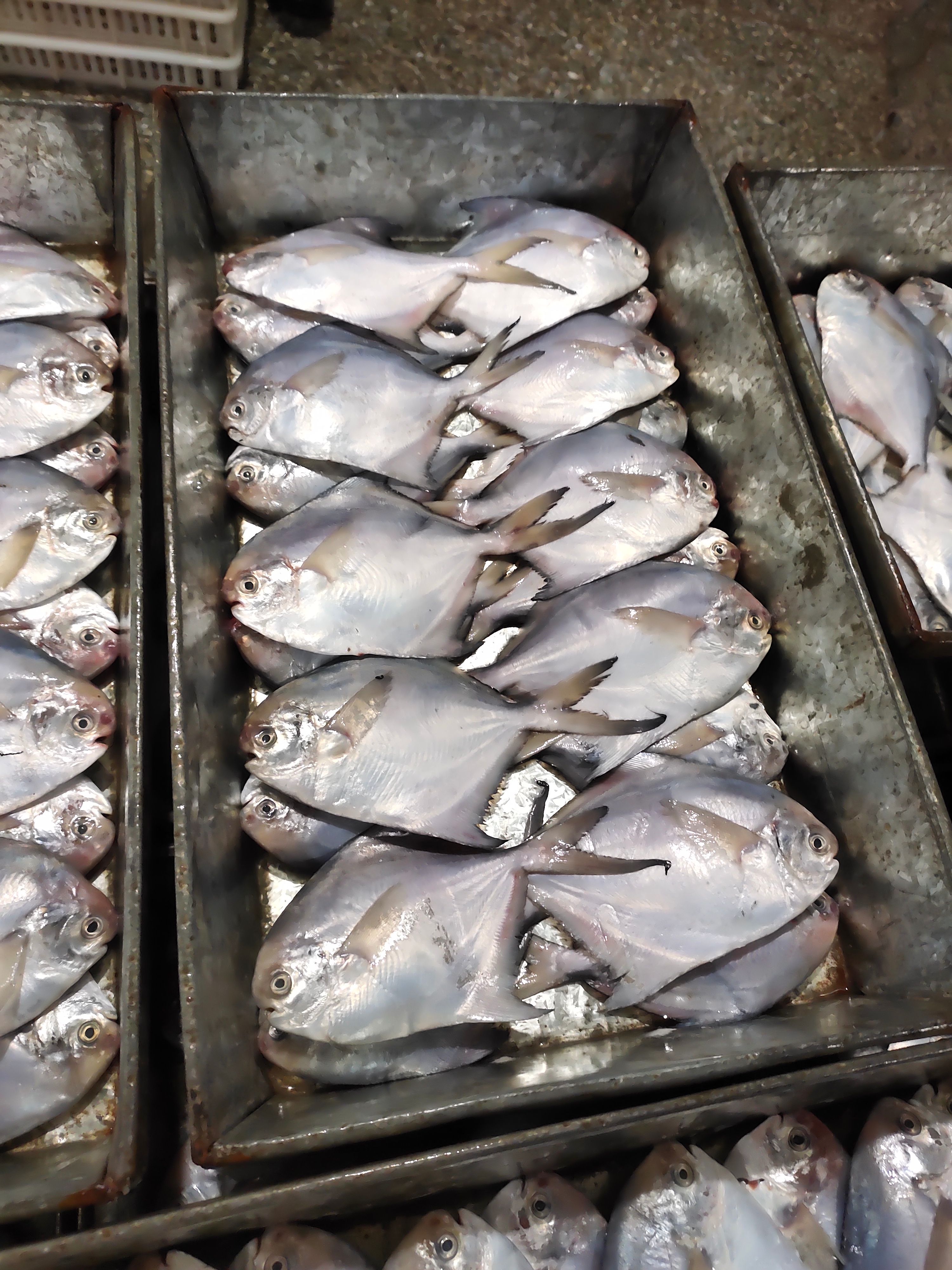 白鲳鱼 鲳鱼大量加工生产