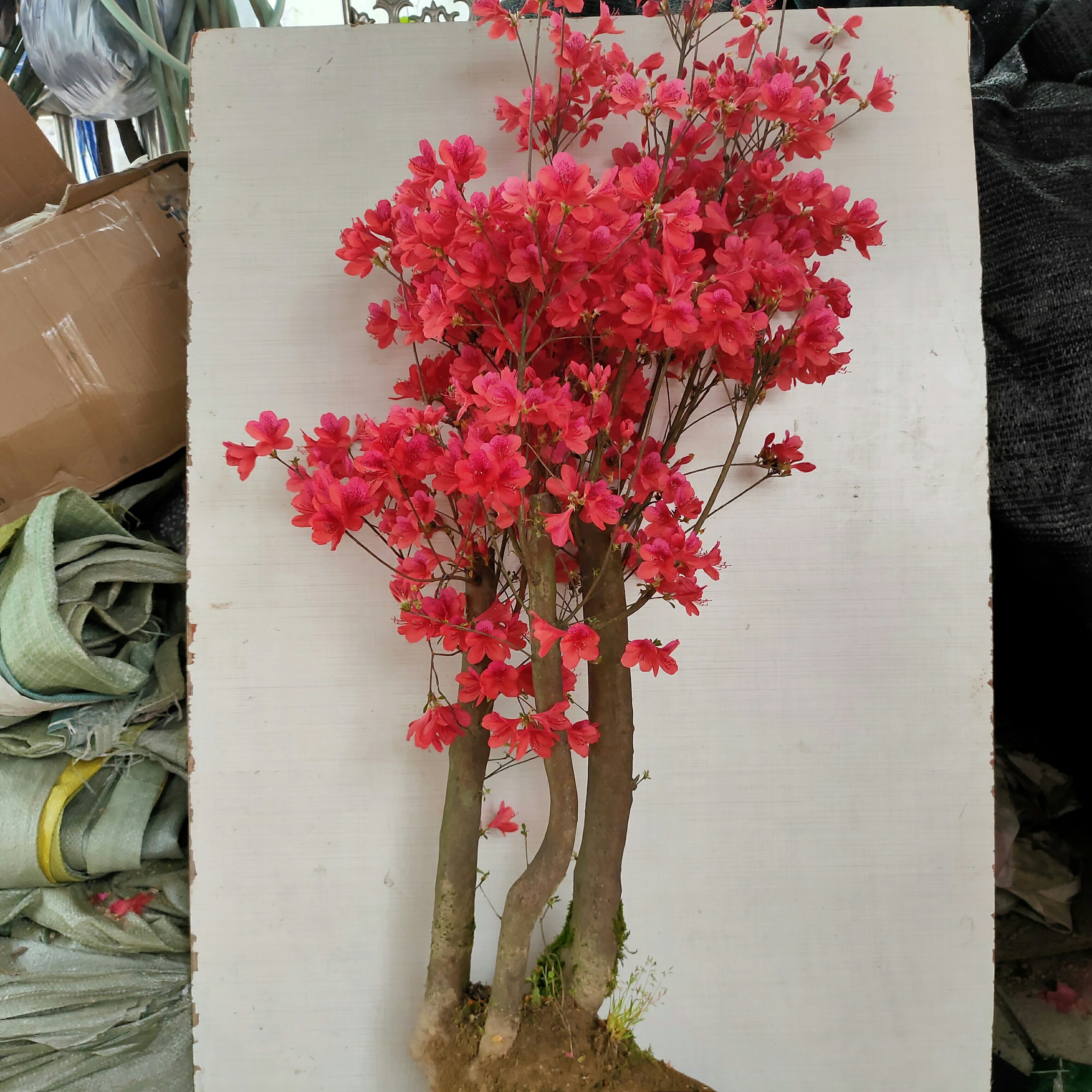 似血杜鹃  映山红，盆景，杜鹃盆景