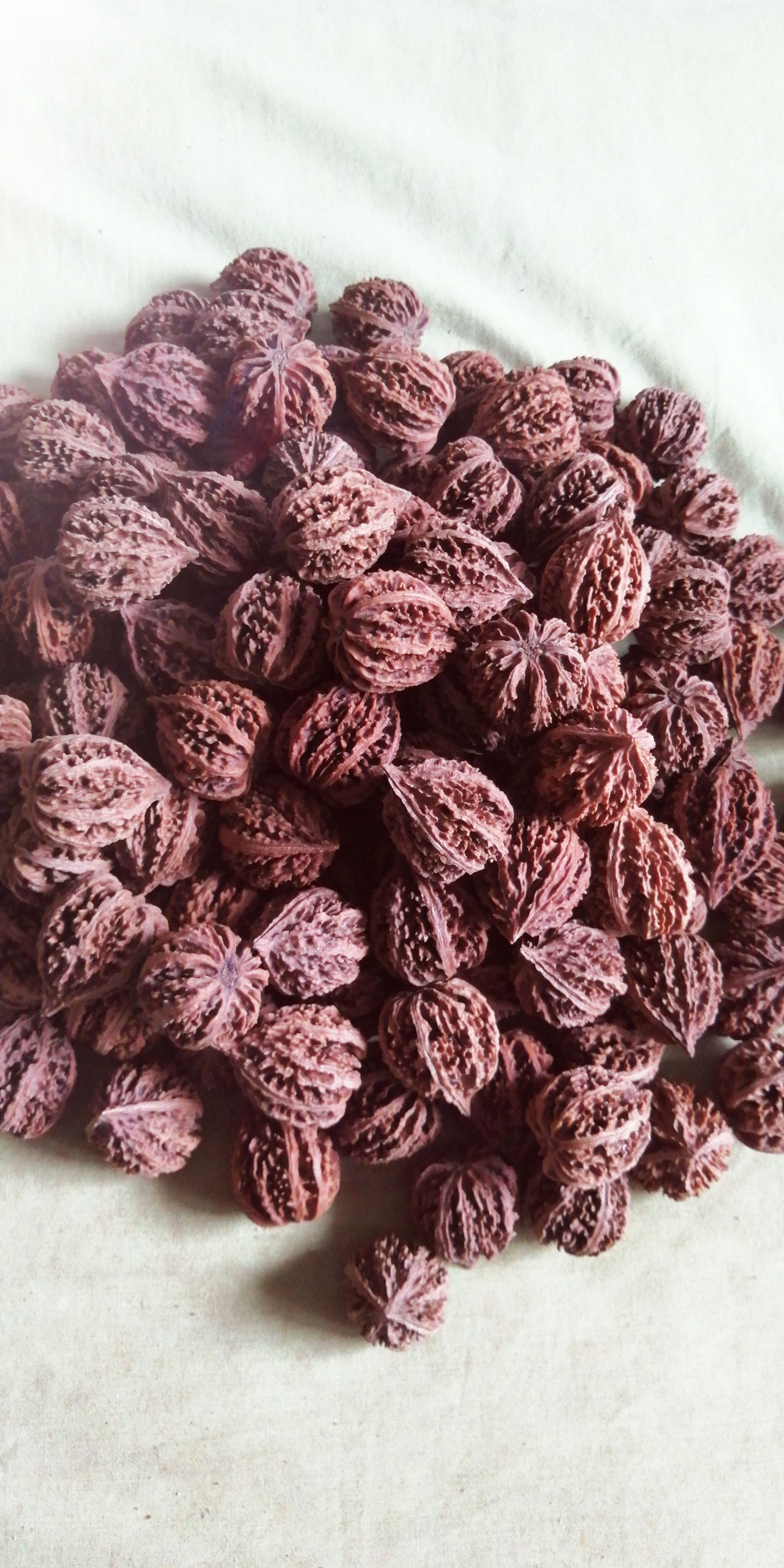 核秋子核桃，山核桃