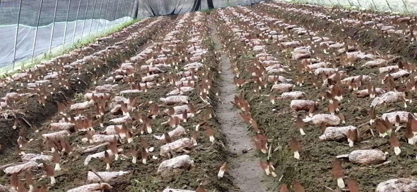 羊肚菌菌种 羊肚菌种子