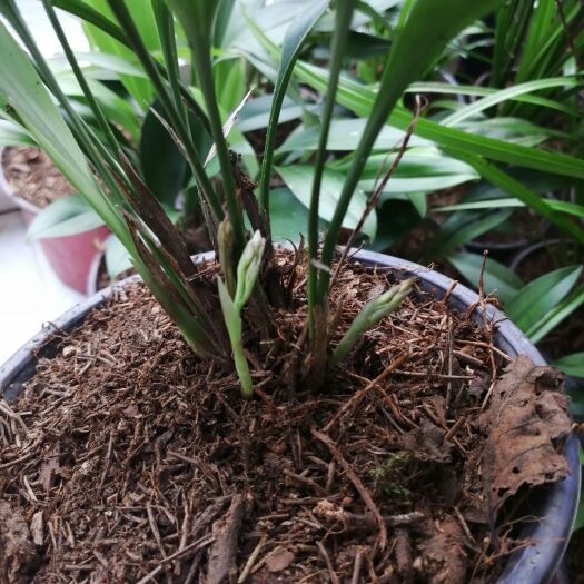 开阳县兔耳兰带花批发
