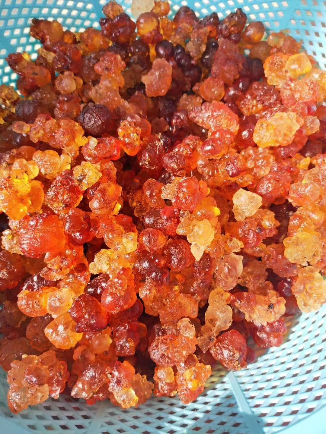  黄桃树上的桃胶，黄色的