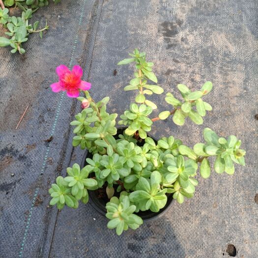 平湖市太阳花锦 重瓣太阳花