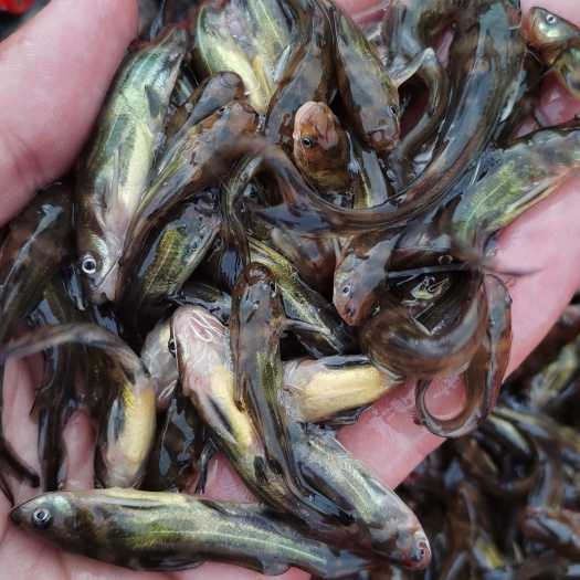 南宁黄骨鱼苗，黄颡鱼苗，黄辣丁，杂交黄骨鱼，技术跟踪指导，