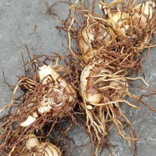 阆中市白及 白芨鲜品大货