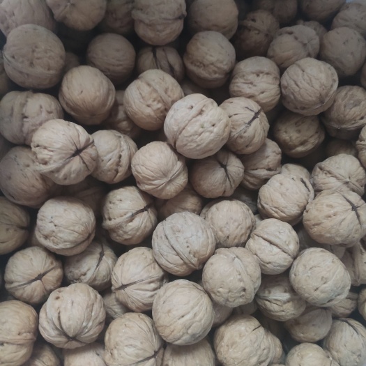 卢龙县薄皮核桃 葵香核桃