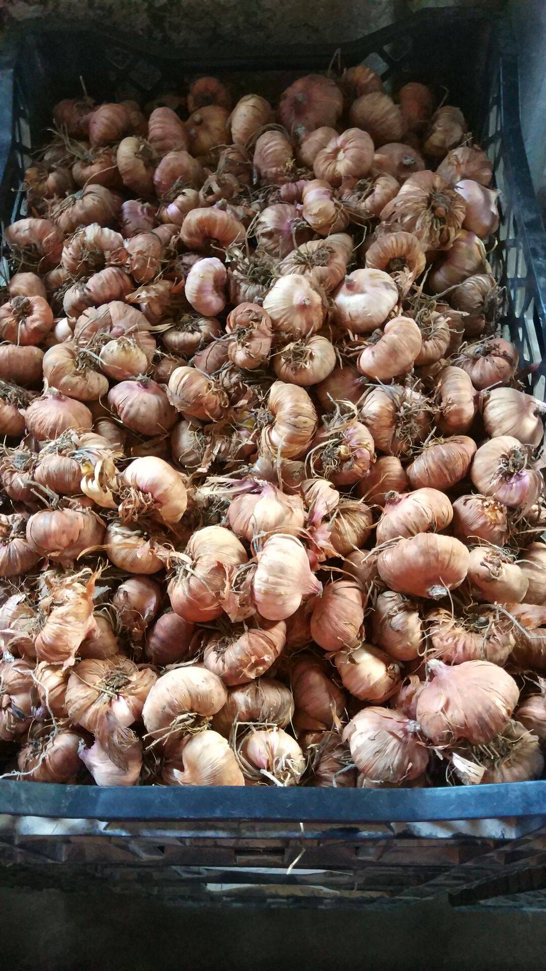 唐菖蒲种球 多年生种球花苗唐菖蒲耐热耐寒花卉种子开花植物