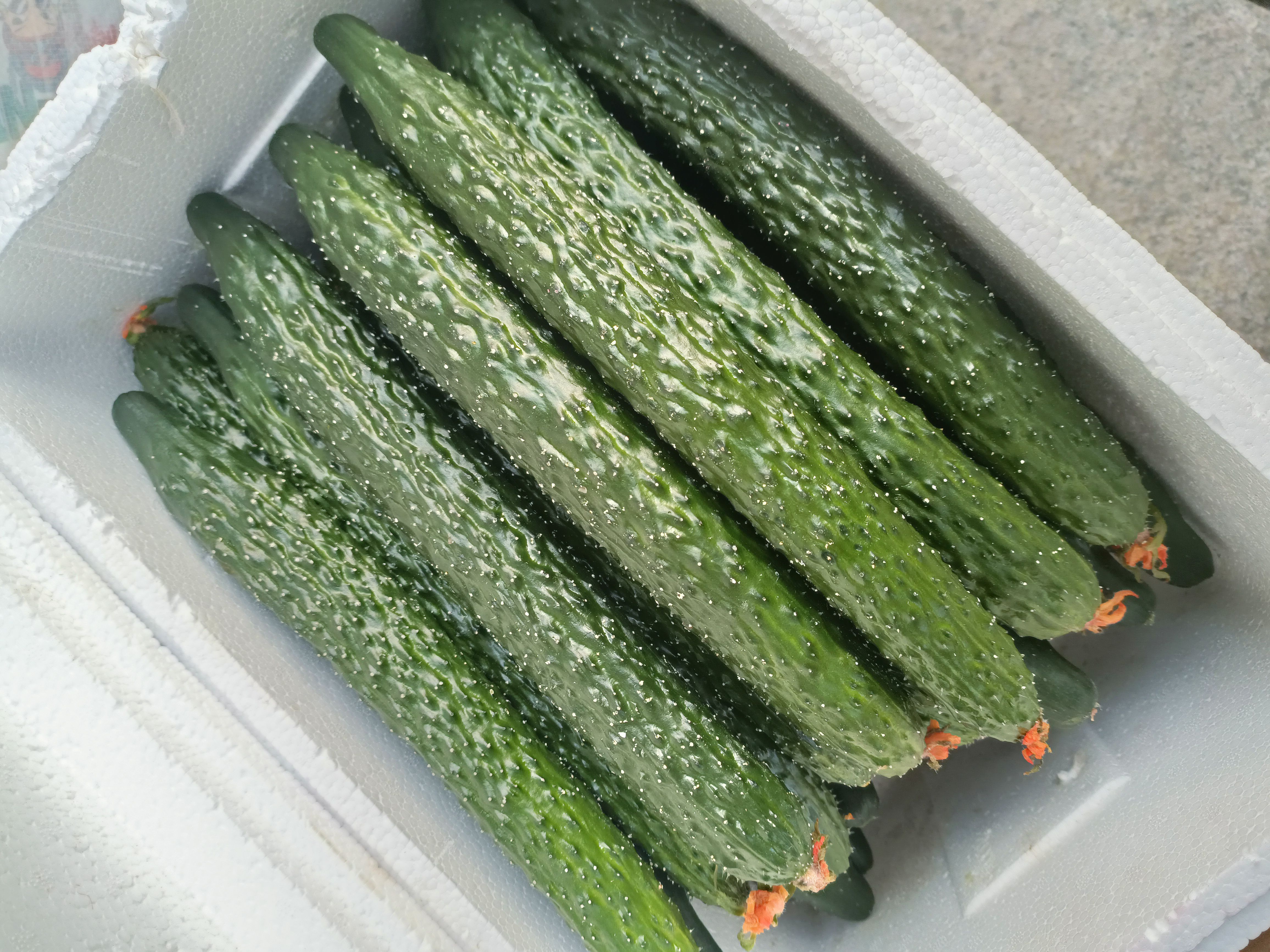  山东寿光密刺黄瓜