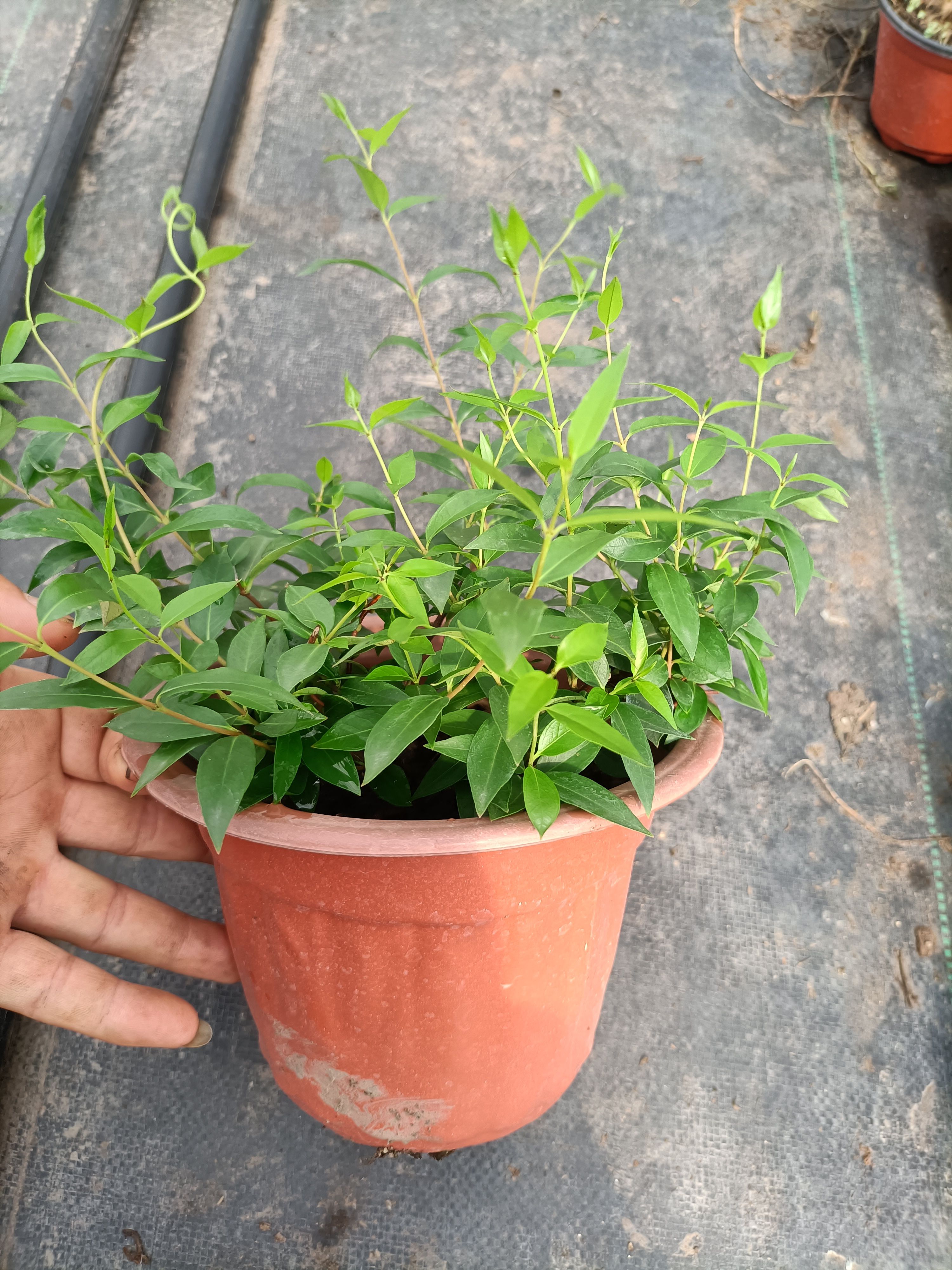 飘香藤 法国香水180杯子