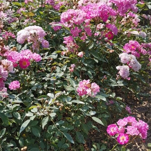  月季花，庭院种植，道路绿化种植，