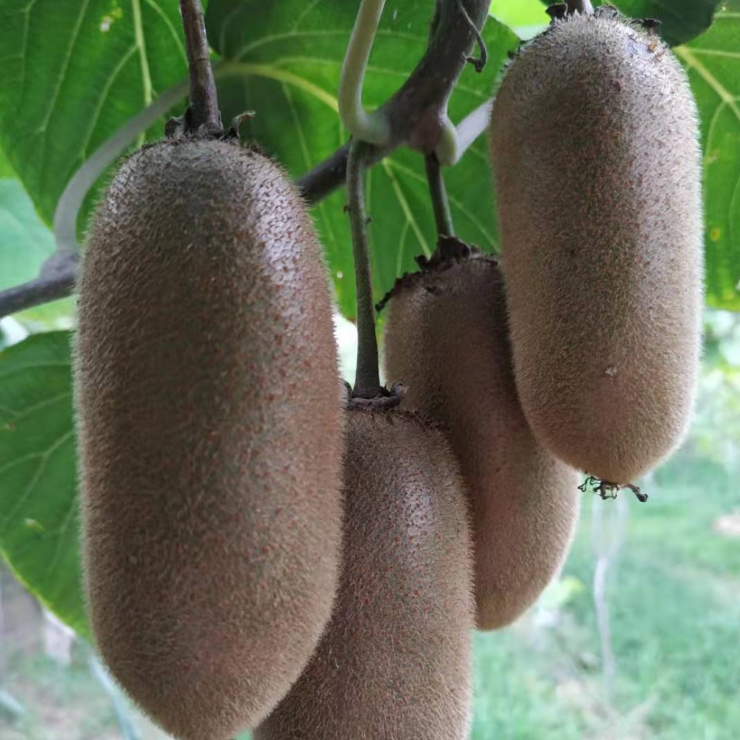 陕西扶风金福猕猴桃新鲜采摘纯甜多汁