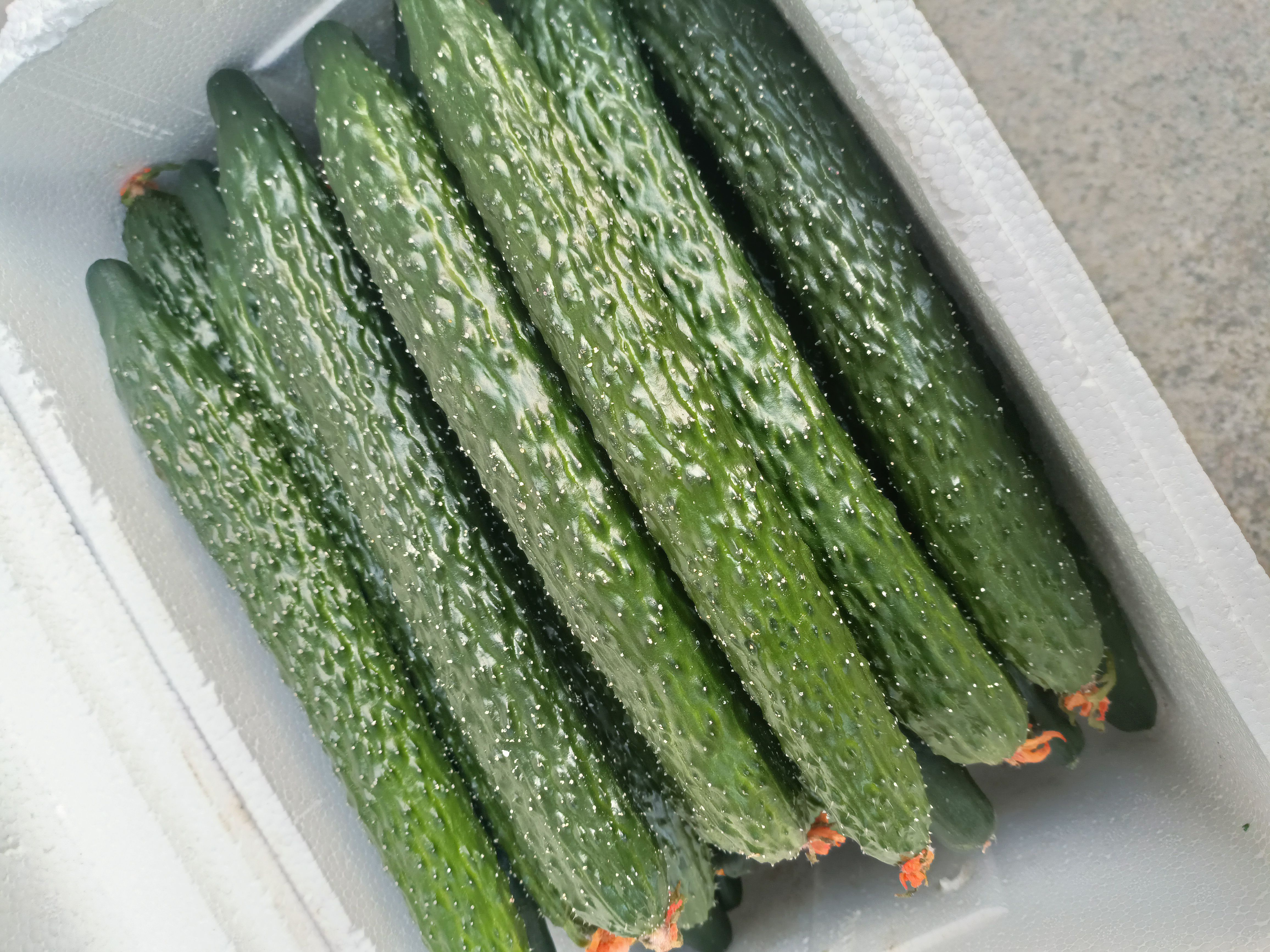  山东寿光密刺黄瓜