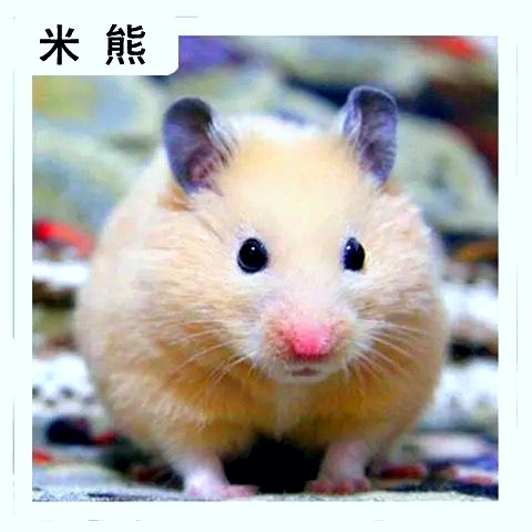 潍坊仓鼠 宠物