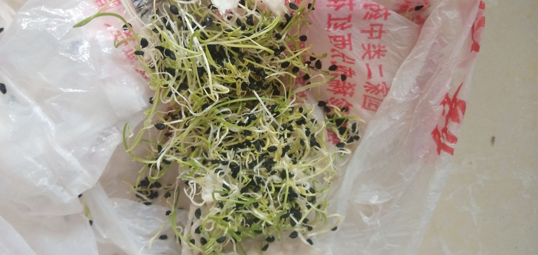 香葱苗 晚抽铁杆葱苗，抗寒能力强，耐抽苔，产量高，葱种发芽率高，