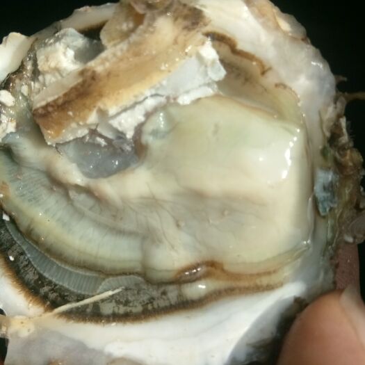 荣成市三倍体生蚝 乳山生蚝，二倍体，三倍体。全规格有货，一件代发